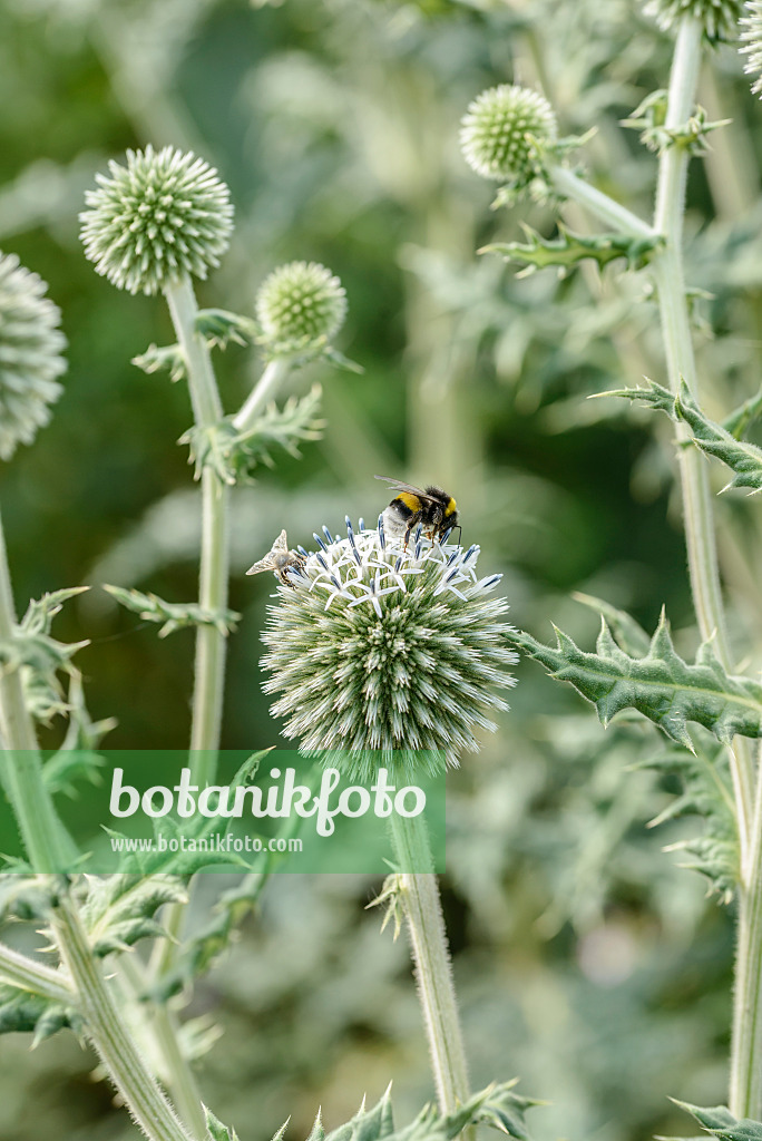 575092 - Bienenkugeldistel (Echinops sphaerocephalus)