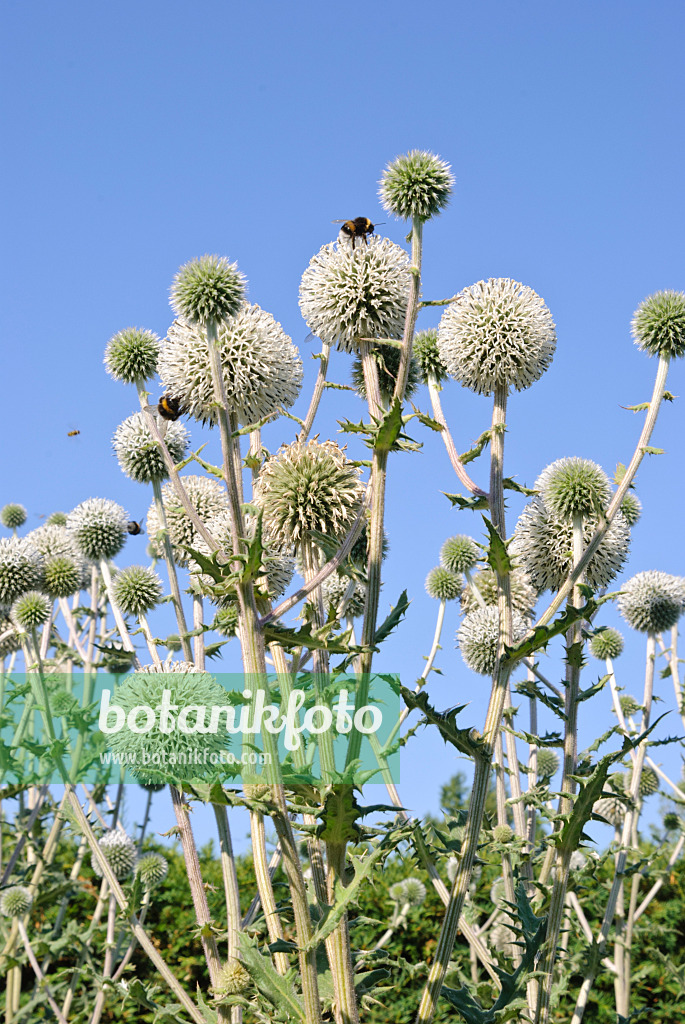 475041 - Bienenkugeldistel (Echinops sphaerocephalus 'Arctic Glow')