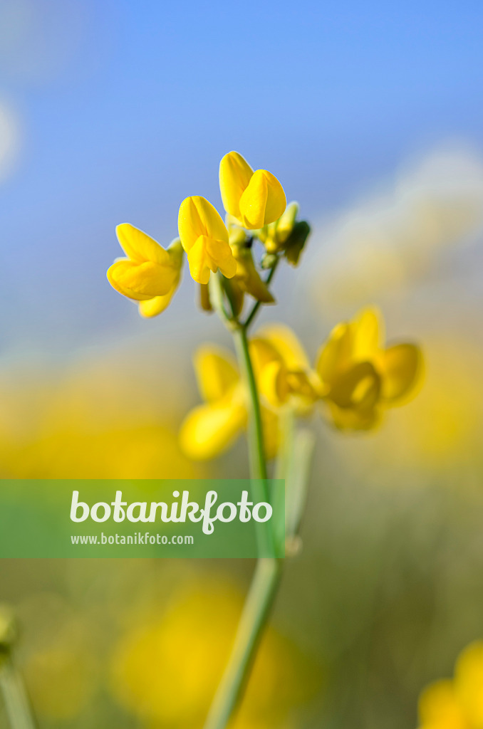 533176 - Binsenartige Kronwicke (Coronilla juncea)