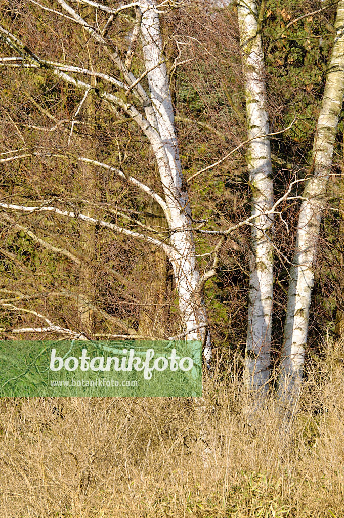 470038 - Birke (Betula)