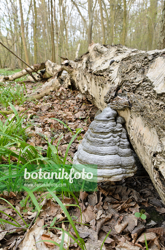 507077 - Birke (Betula), Zunderschwamm (Fomes fomentarius) und Seltsamer Lauch (Allium paradoxum)