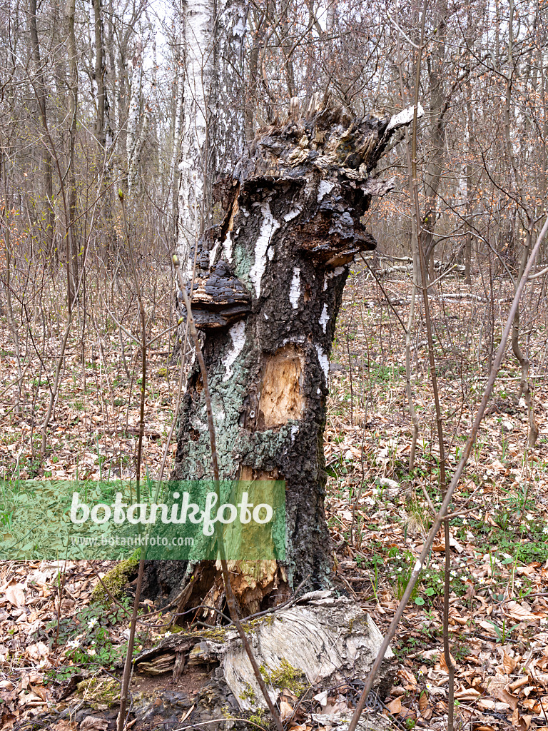 509200 - Birke (Betula) und Zunderschwamm (Fomes fomentarius)