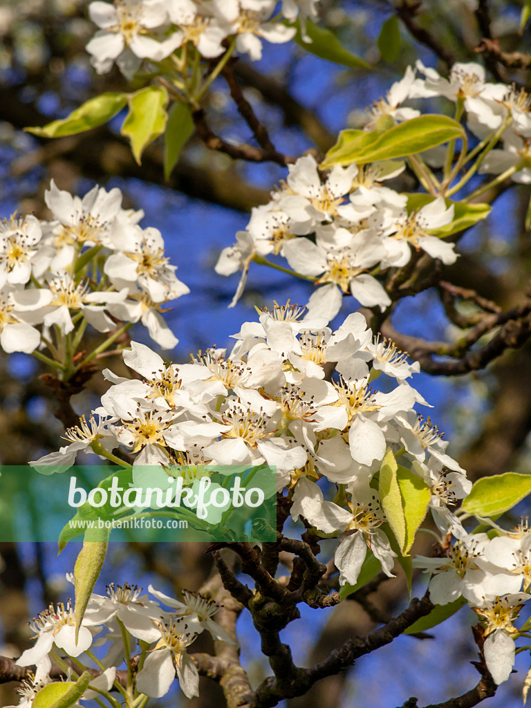 448019 - Birne (Pyrus phaeocarpa)