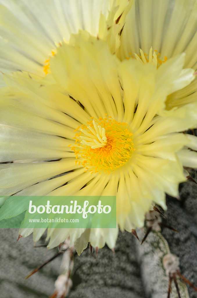 572099 - Bischofsmütze (Astrophytum ornatum)