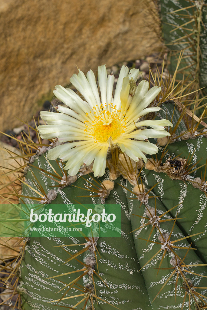 597005 - Bischofsmütze (Astrophytum ornatum)