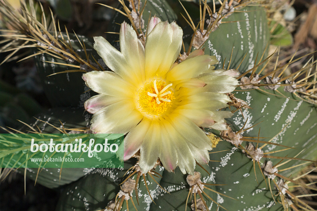 608073 - Bischofsmütze (Astrophytum ornatum)