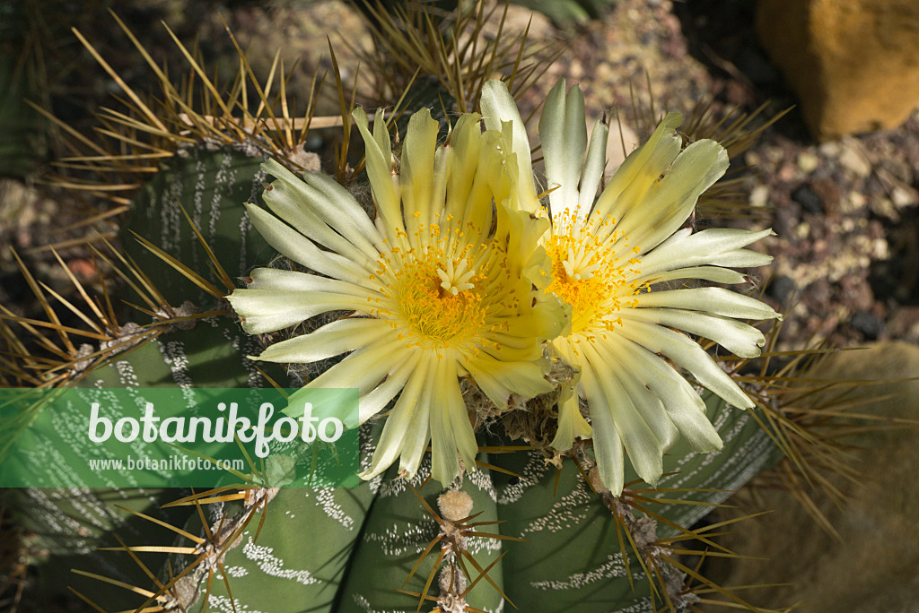 608116 - Bischofsmütze (Astrophytum ornatum)