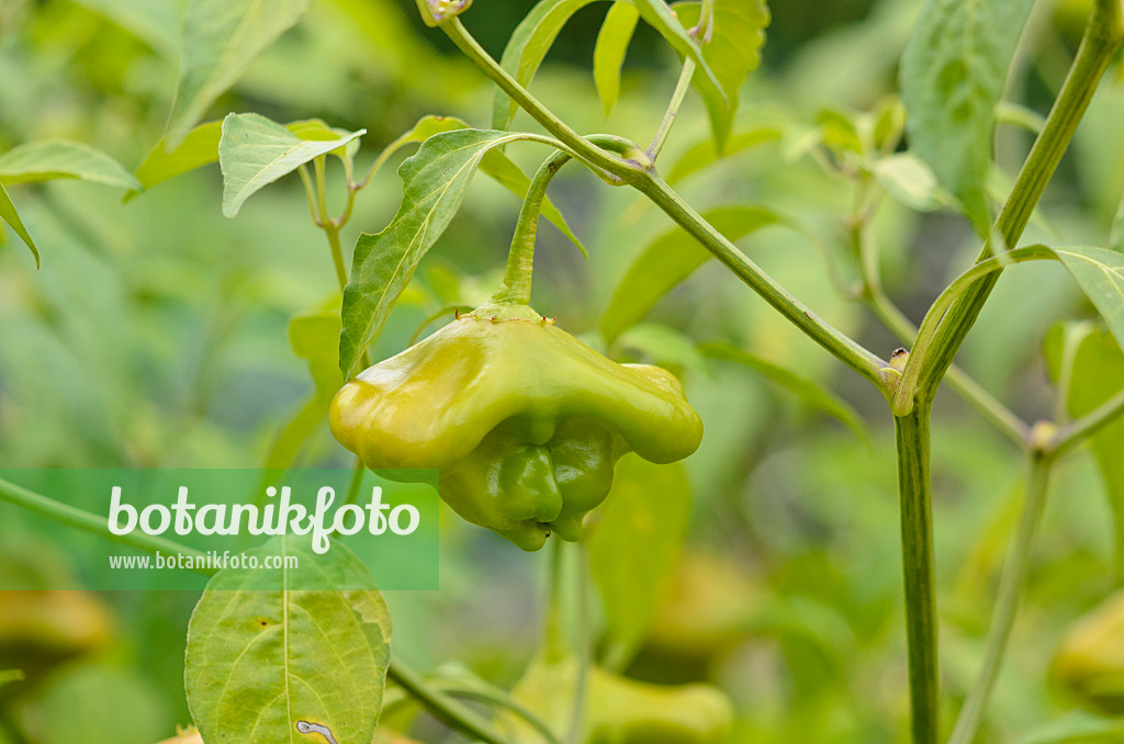 524066 - Bischofsmütze (Capsicum baccatum)