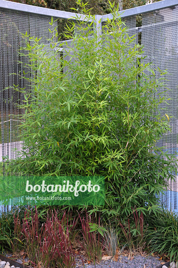 517074 - Bisett-Flachrohrbambus (Phyllostachys bissetii)