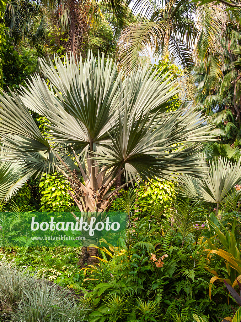 411251 - Bismarck-Palme (Bismarckia nobilis 'Silver')