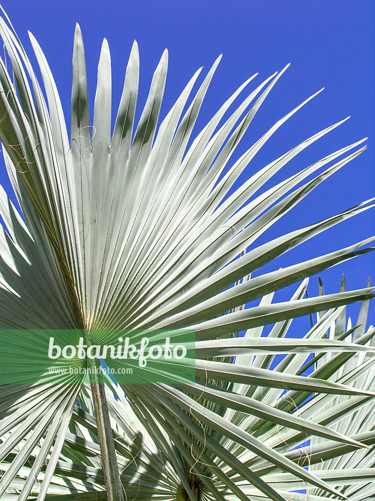 434385 - Bismarck-Palme (Bismarckia nobilis 'Silver')