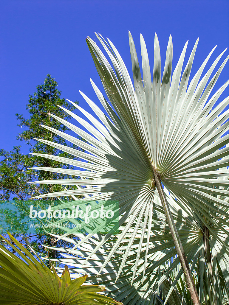 434386 - Bismarck-Palme (Bismarckia nobilis 'Silver')