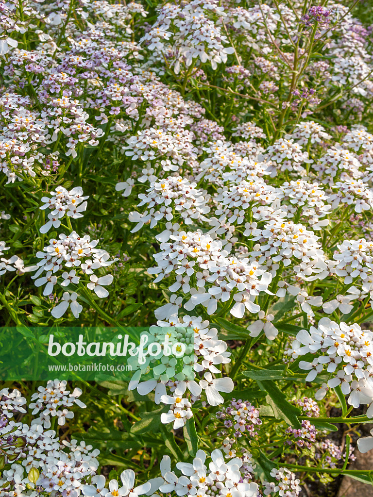 402056 - Bittere Schleifenblume (Iberis amara)