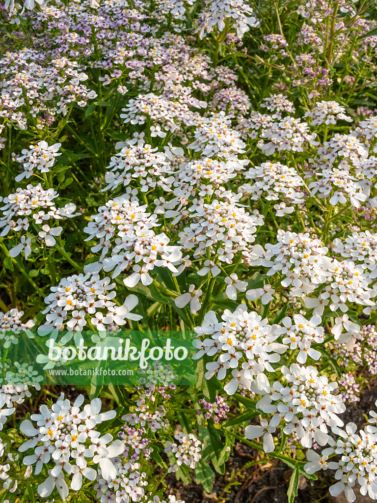 402057 - Bittere Schleifenblume (Iberis amara)