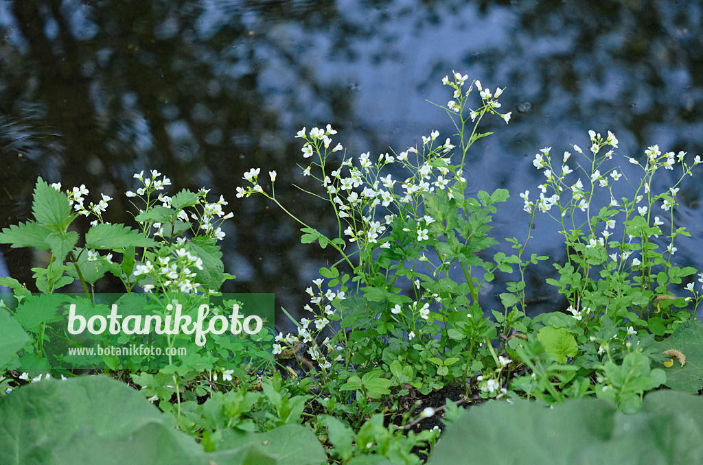 544050 - Bitteres Schaumkraut (Cardamine amara)