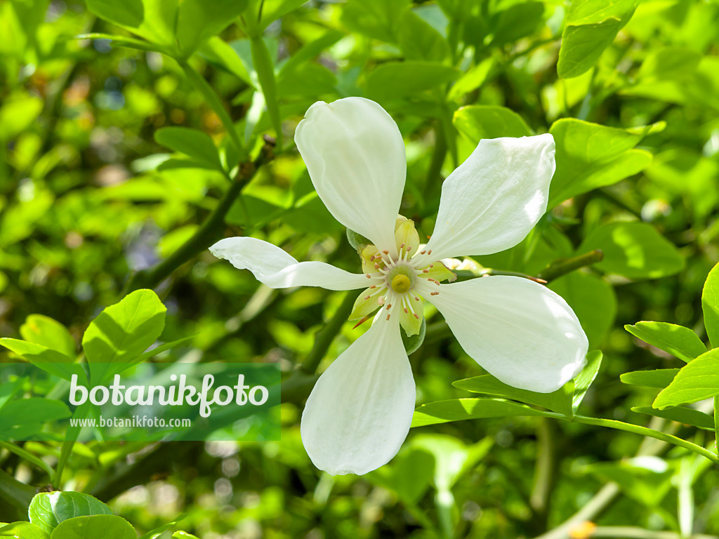 437434 - Bitterorange (Poncirus trifoliata)