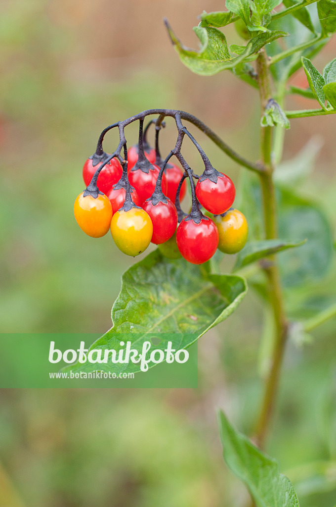 475012 - Bittersüßer Nachtschatten (Solanum dulcamara)