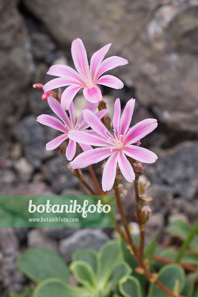 557017 - Bitterwurz (Lewisia cotyledon)