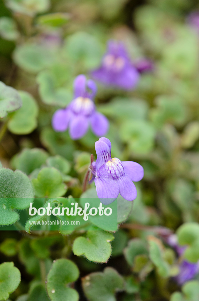 524140 - Blasses Zimbelkraut (Cymbalaria pallida)