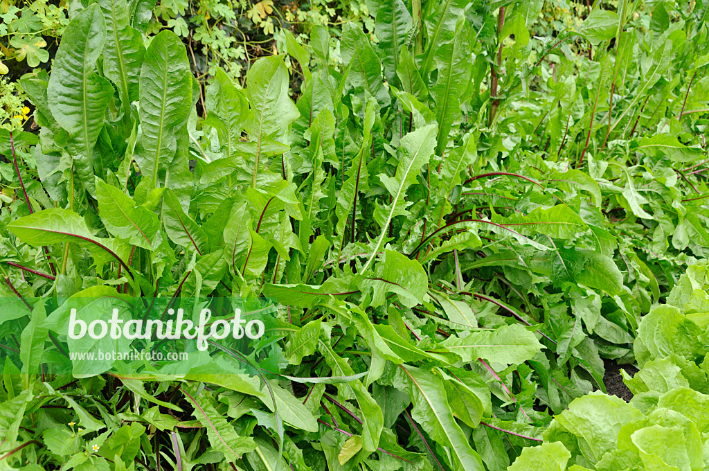 487255 - Blattchicorée (Cichorium intybus 'Red Rib')