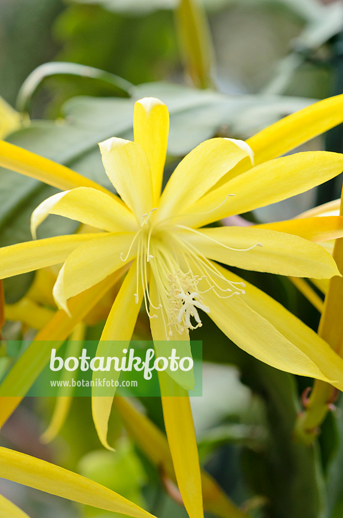 531208 - Blattkaktus (Epiphyllum Sylter Frühling)