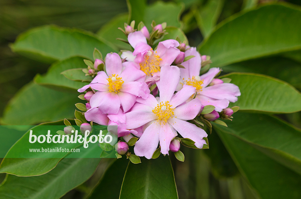 548017 - Blattkaktus (Pereskia grandifolia)