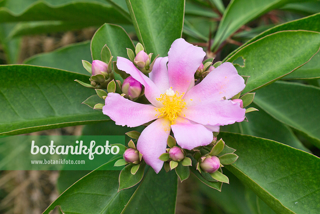 559152 - Blattkaktus (Pereskia grandifolia)