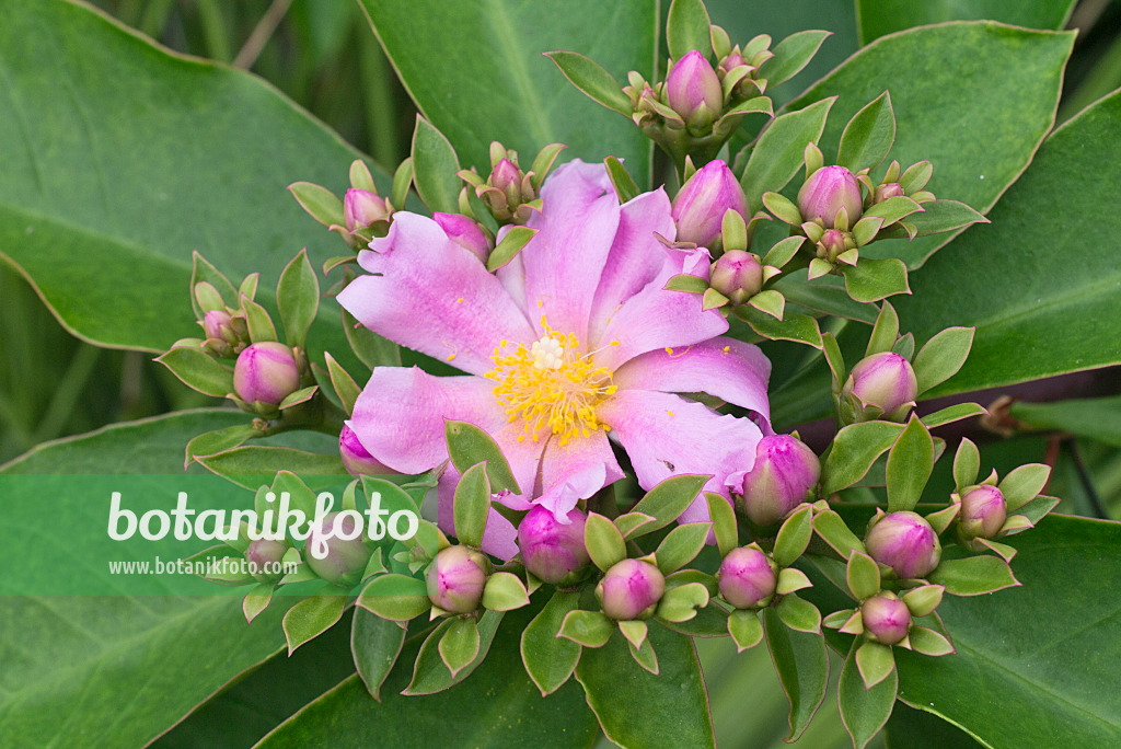 573082 - Blattkaktus (Pereskia grandifolia)