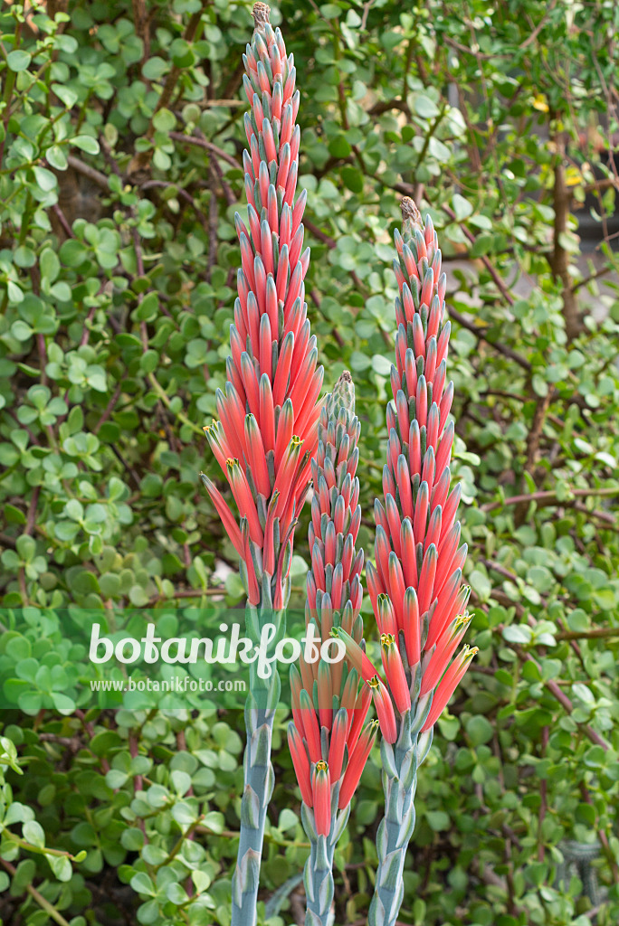 551013 - Blattreiche Aloe (Aloe suprafoliata)