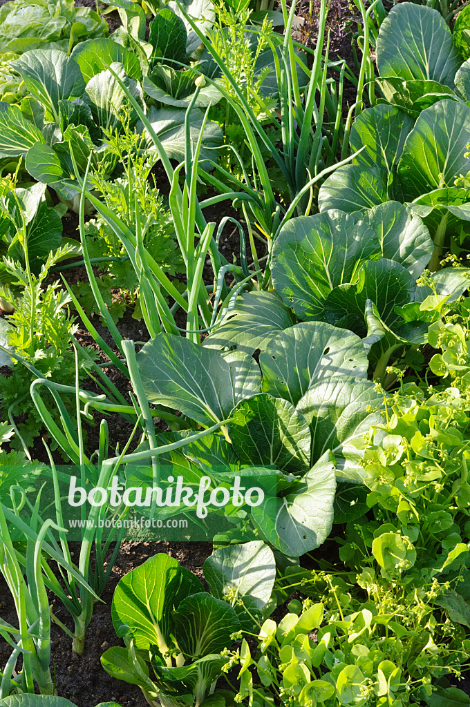 473219 - Blattsenf (Brassica juncea), Küchenzwiebel (Allium cepa) und Pak Choi (Brassica rapa subsp. chinensis)