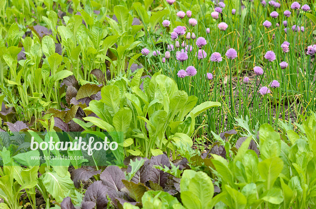 533348 - Blattsenf (Brassica juncea) und Schnittlauch (Allium schoenoprasum)