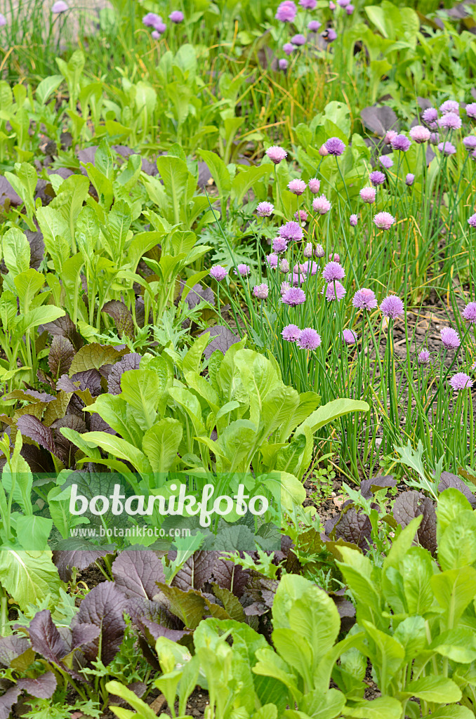 533349 - Blattsenf (Brassica juncea) und Schnittlauch (Allium schoenoprasum)