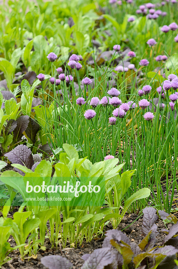 533350 - Blattsenf (Brassica juncea) und Schnittlauch (Allium schoenoprasum)