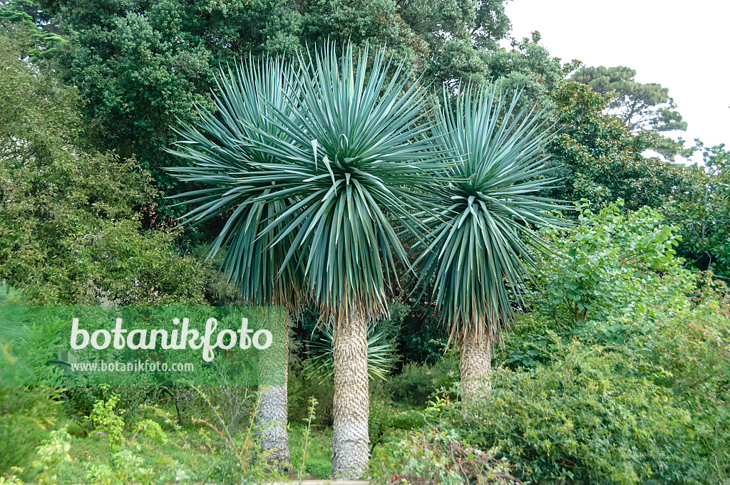 593222 - Blaublättrige Palmlilie (Yucca rostrata)