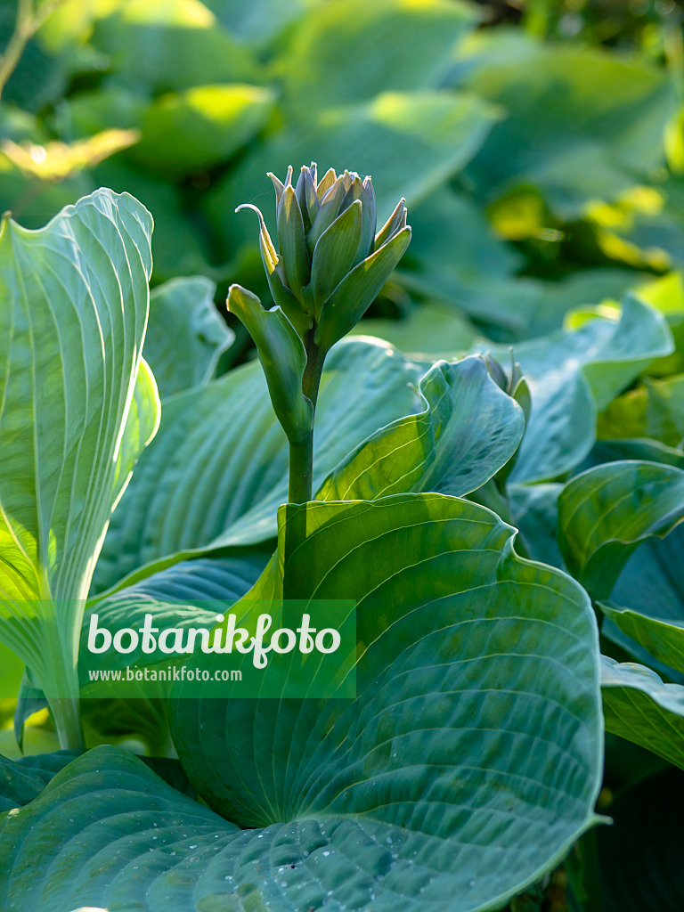 438191 - Blaublattfunkie (Hosta sieboldiana 'Elegans')