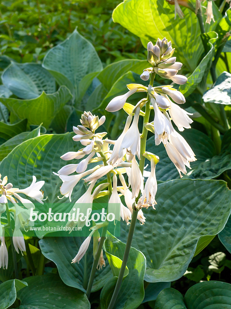 439017 - Blaublattfunkie (Hosta sieboldiana 'Elegans')