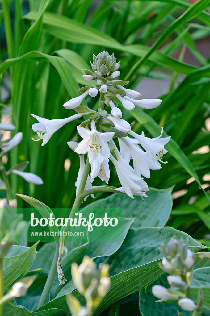 473163 - Blaublattfunkie (Hosta sieboldiana 'Elegans')