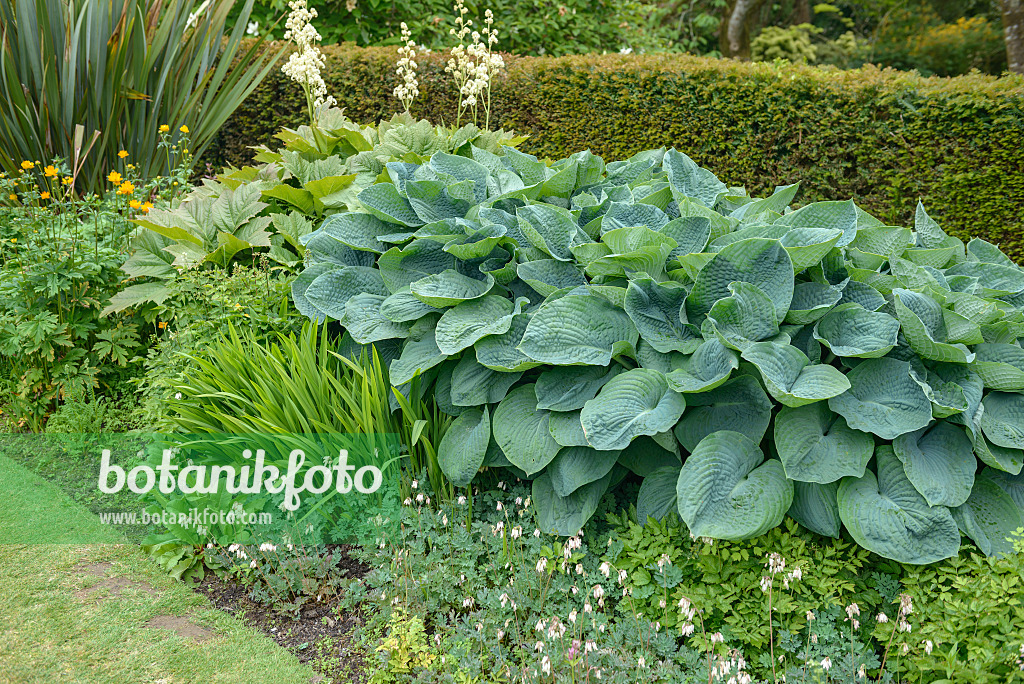 547154 - Blaublattfunkie (Hosta sieboldiana 'Elegans')