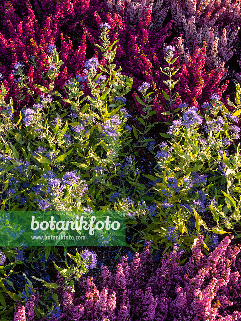 405067 - Blaublühende Bartblume (Caryopteris x clandonensis) und Heide (Erica)