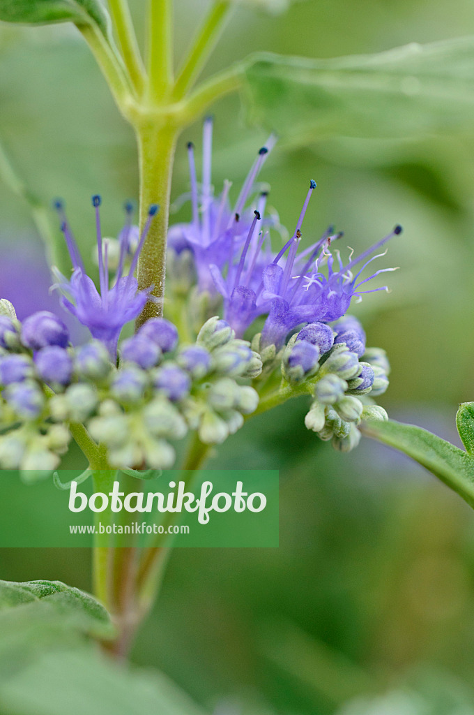 488045 - Blaublühende Bartblume (Caryopteris x clandonensis)