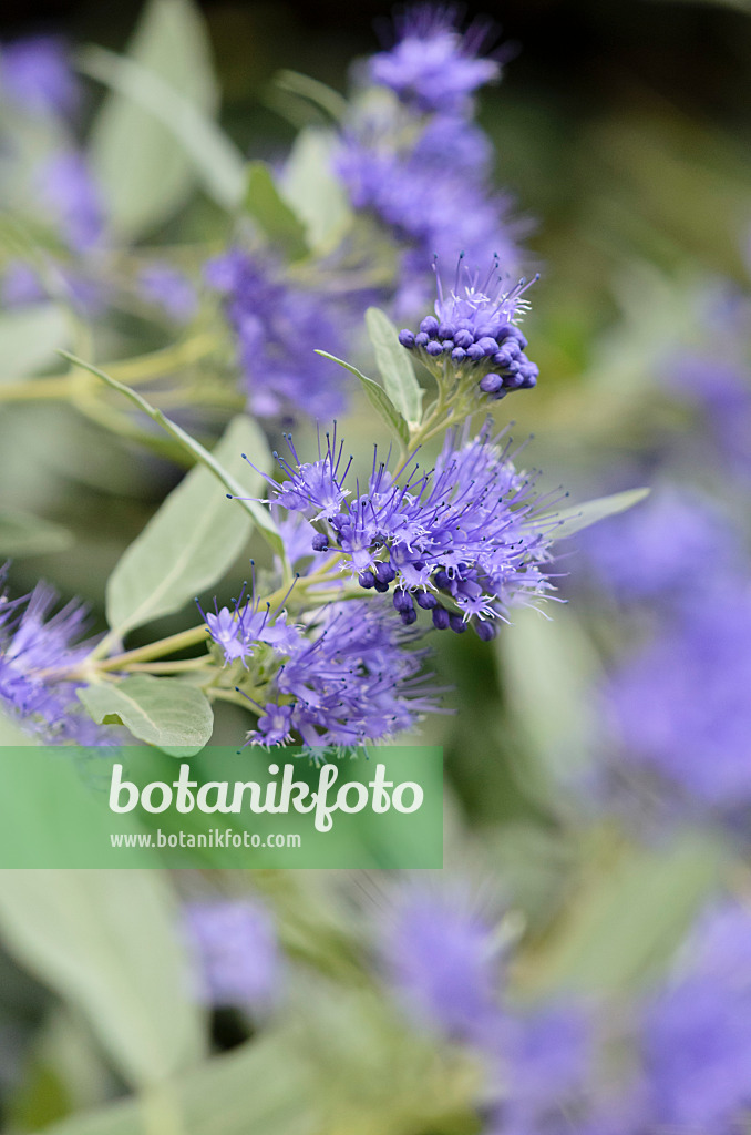 524145 - Blaublühende Bartblume (Caryopteris x clandonensis 'Arthur Simmonds')