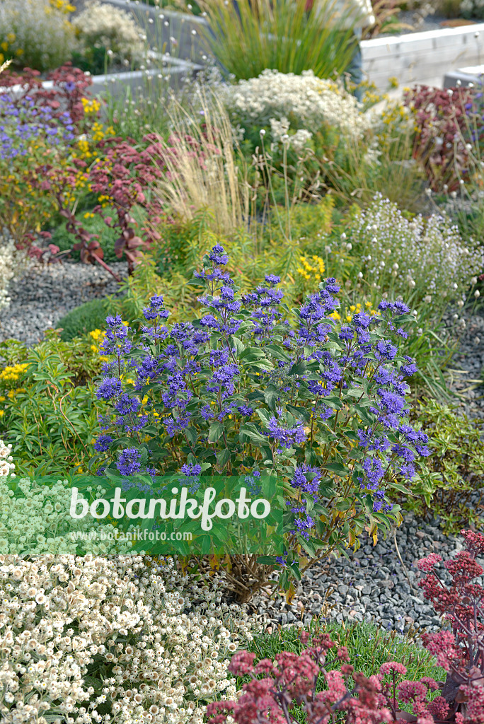 558067 - Blaublühende Bartblume (Caryopteris x clandonensis 'Grand Bleu')