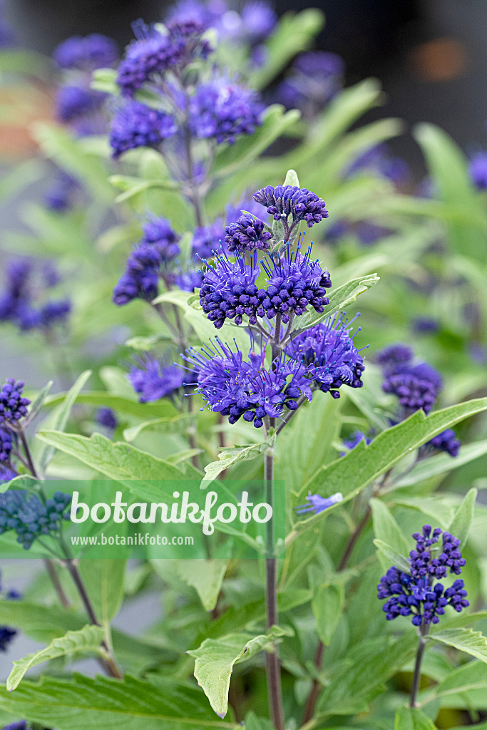 616179 - Blaublühende Bartblume (Caryopteris x clandonensis 'Dark Knight')