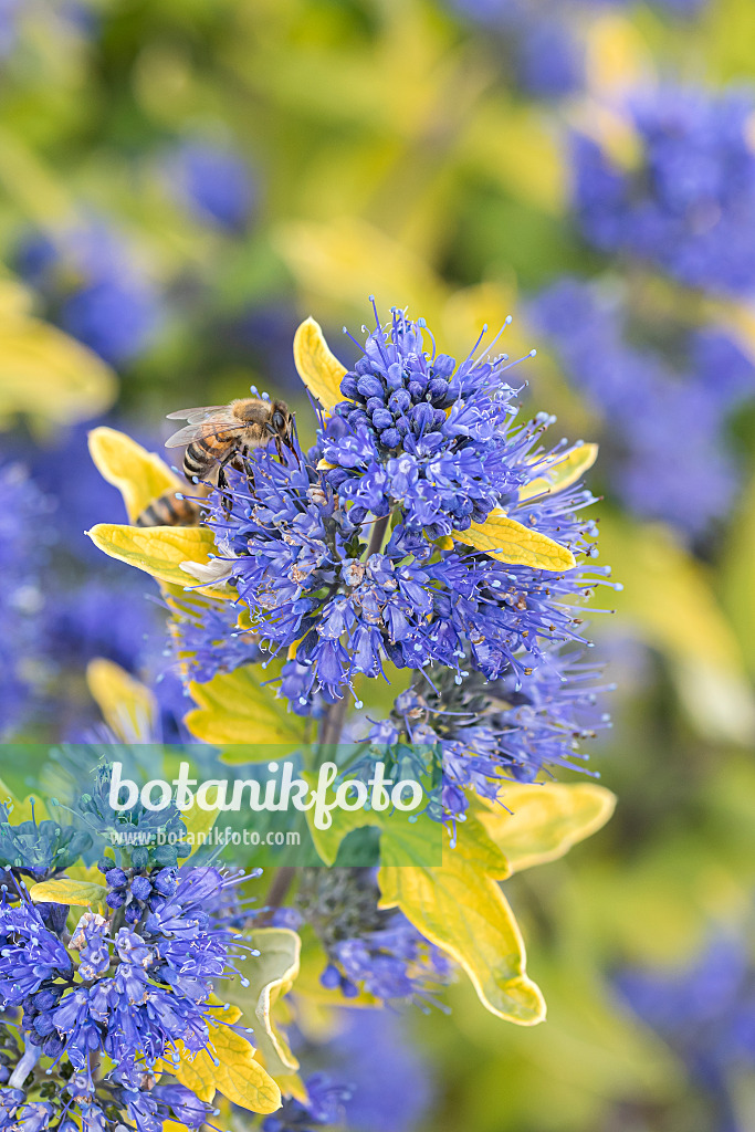 638043 - Blaublühende Bartblume (Caryopteris x clandonensis 'Sunny Blue')