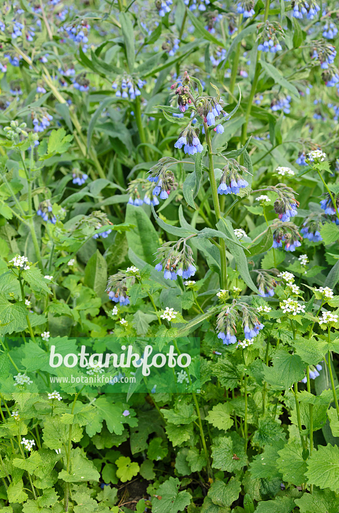 544044 - Blaublühender Beinwell (Symphytum azureum) und Gewöhnliche Knoblauchsrauke (Alliaria petiolata)