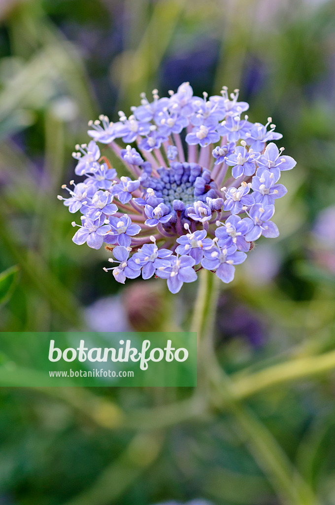 475094 - Blaudolde (Trachymene coerulea syn. Didiscus caeruleus)