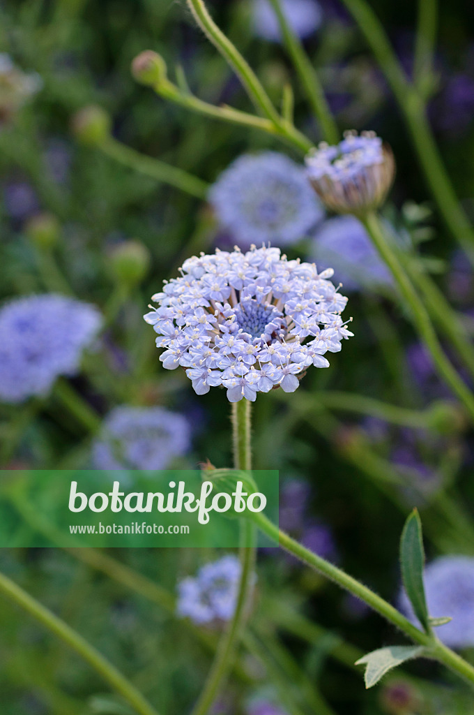 475095 - Blaudolde (Trachymene coerulea syn. Didiscus caeruleus)