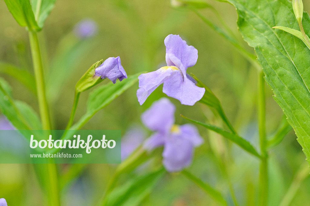 486135 - Blaue Gauklerblume (Mimulus ringens)