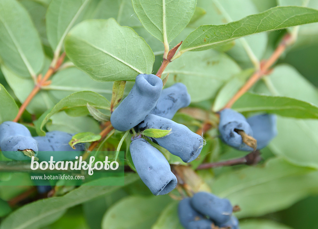 517300 - Blaue Heckenkirsche (Lonicera caerulea 'Amur')