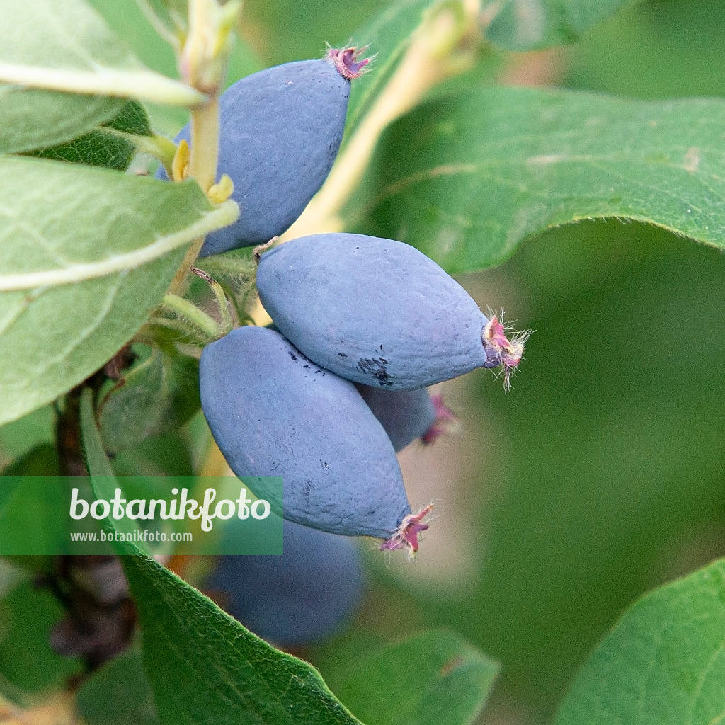 616016 - Blaue Heckenkirsche (Lonicera caerulea 'Leningradski Velikan')